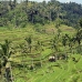 rice_ubud_v_0032_bal0847.jpg